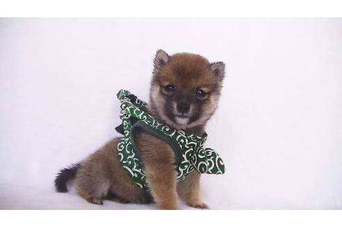 成約済の福岡県の豆柴-111726の8枚目