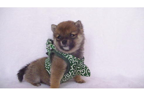 成約済の福岡県の豆柴-111726の7枚目