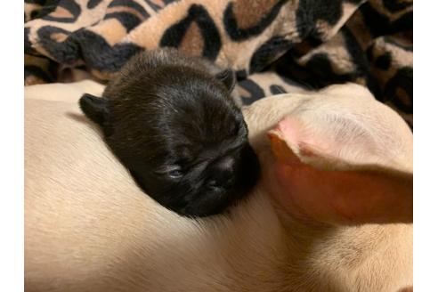 成約済の京都府のフレンチブルドッグ-111739の1枚目