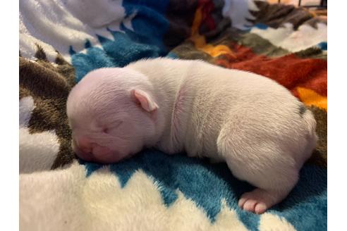 成約済の京都府のフレンチブルドッグ-111743の2枚目