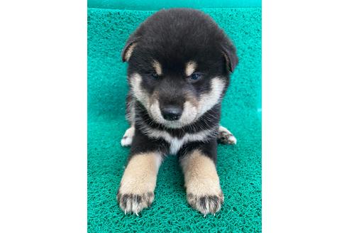子犬