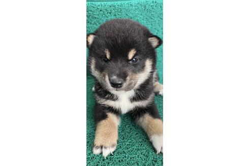 成約済の広島県の柴犬-111765の1枚目