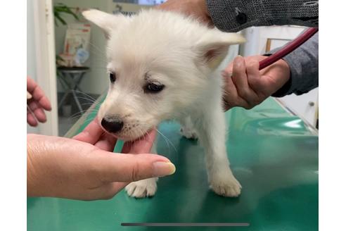 成約済の山梨県のホワイトシェパード-110669の2枚目