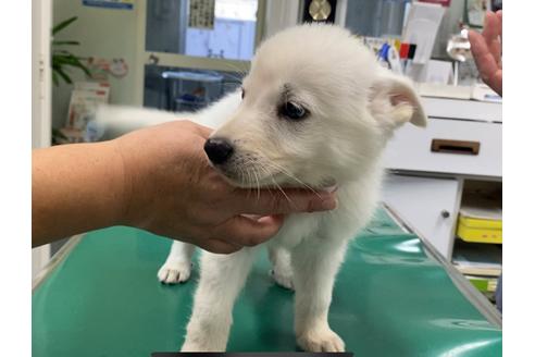 成約済の山梨県のホワイトシェパード-110668の3枚目