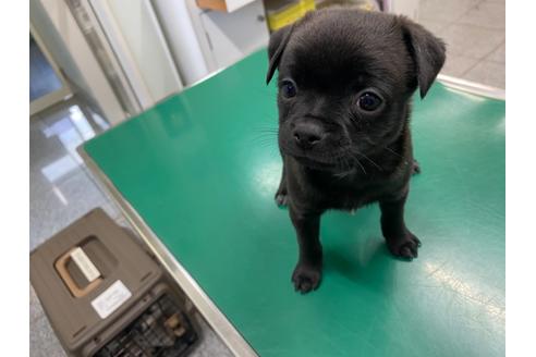 成約済の山梨県のミックス犬-111771の4枚目
