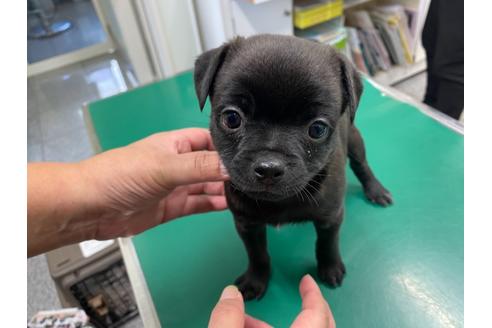成約済の山梨県のミックス犬-111771の1枚目