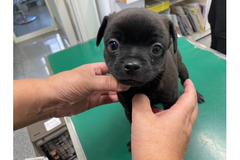 成約済の山梨県のミックス犬-111771の3枚目