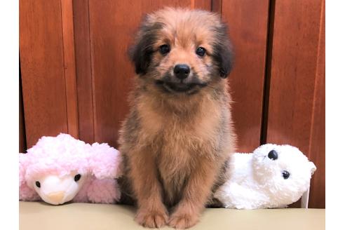 成約済の茨城県のミックス犬-109708の1枚目