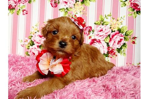 成約済の秋田県のミックス犬-111815の6枚目