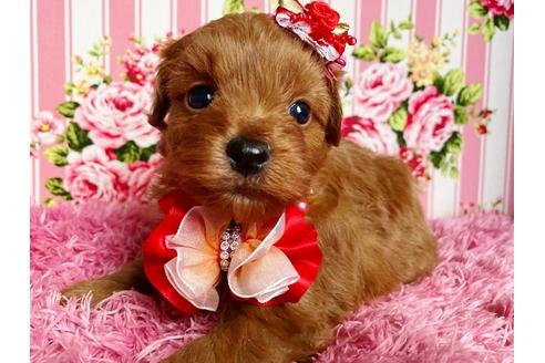 成約済の秋田県のミックス犬-111815の3枚目