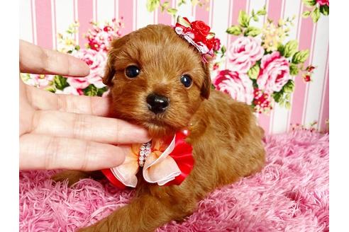 成約済の秋田県のミックス犬-111815の2枚目