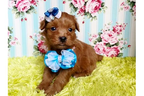 成約済の秋田県のミックス犬-111816の1枚目