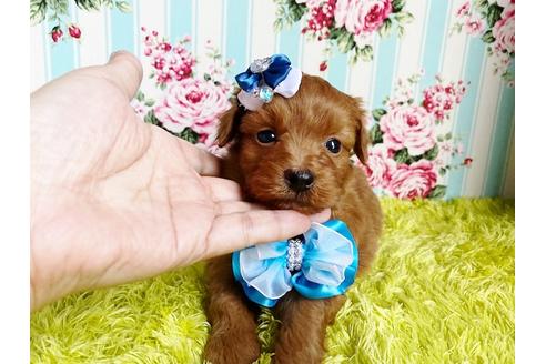 成約済の秋田県のミックス犬-111816の5枚目