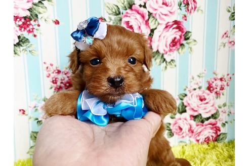 成約済の秋田県のミックス犬-111816の3枚目
