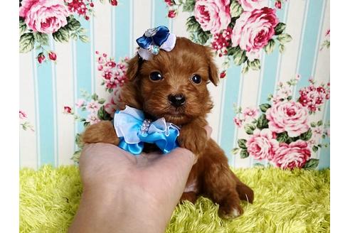成約済の秋田県のミックス犬-111816の2枚目