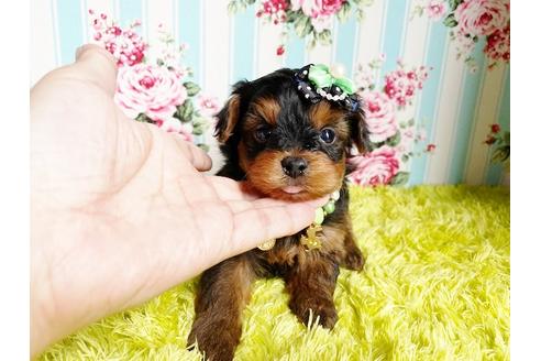 成約済の秋田県のミックス犬-111817の6枚目