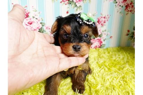 成約済の秋田県のミックス犬-111817の5枚目