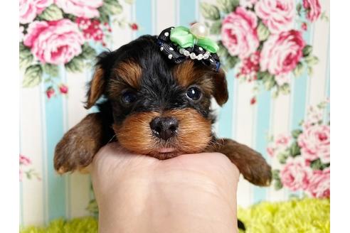 成約済の秋田県のミックス犬-111817の4枚目