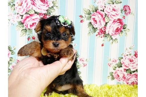 成約済の秋田県のミックス犬-111817の3枚目