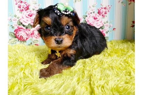 成約済の秋田県のミックス犬-111817の2枚目