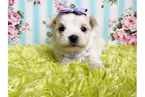 成約済の秋田県のミックス犬-111818の7枚目