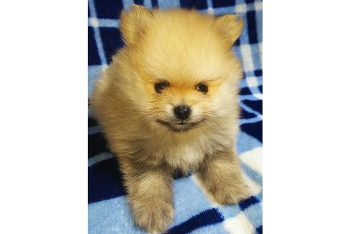 成約済の愛知県のポメラニアン-110010の3枚目