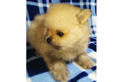 成約済の愛知県のポメラニアン-110010の2枚目