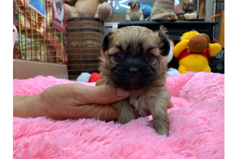 成約済の岐阜県のミックス犬-110737の5枚目