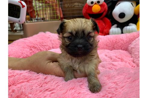 成約済の岐阜県のミックス犬-110737の3枚目