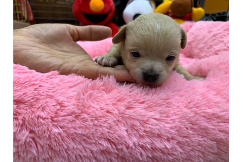 成約済の岐阜県のチワプー:チワワ×トイプードル-110733の3枚目