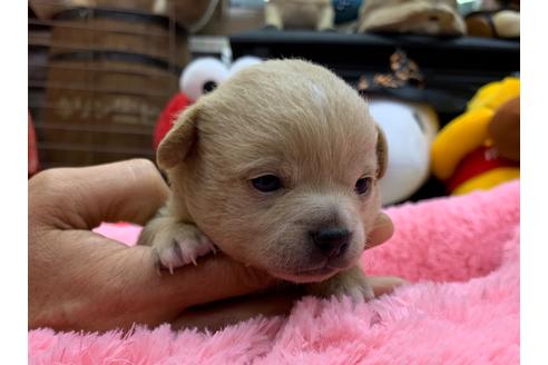 成約済の岐阜県のチワプー:チワワ×トイプードル-110733の1枚目