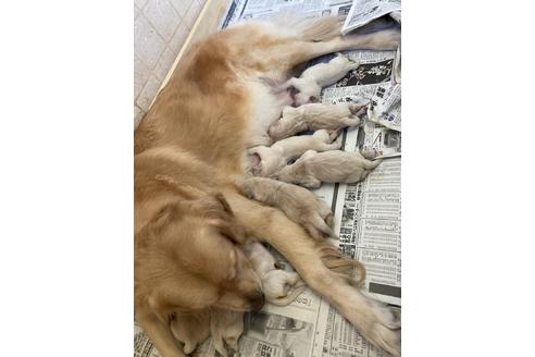 成約済の静岡県のゴールデンレトリーバー-111840の3枚目