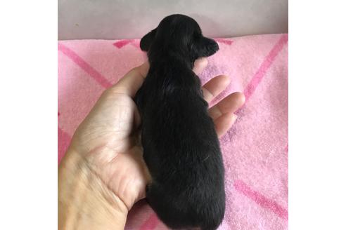 成約済の宮崎県のミニチュアダックスフンド(ロングヘアード)-111010の2枚目