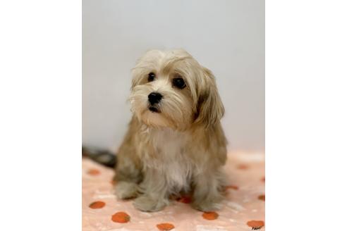 成約済の大阪府のミックス犬-111864の1枚目