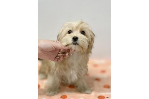 成約済の大阪府のミックス犬-111864の5枚目