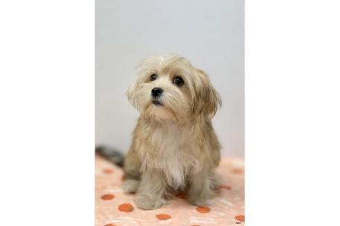 成約済の大阪府のミックス犬-111864の4枚目