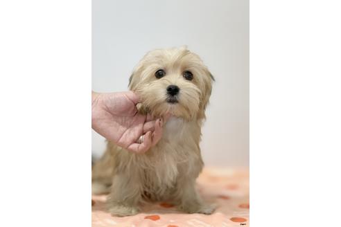 成約済の大阪府のミックス犬-111864の3枚目