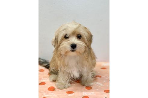 成約済の大阪府のミックス犬-111864の2枚目