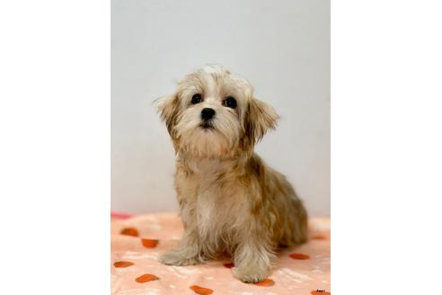 成約済の大阪府のミックス犬-111866の1枚目