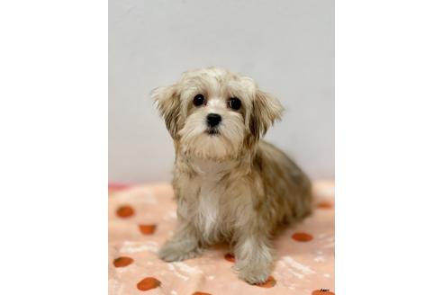 成約済の大阪府のミックス犬-111866の5枚目