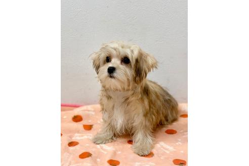 成約済の大阪府のミックス犬-111866の3枚目