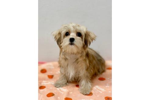 成約済の大阪府のミックス犬-111866の2枚目
