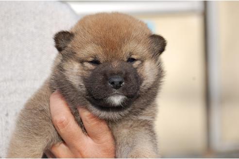 成約済の埼玉県の柴犬-111872の1枚目