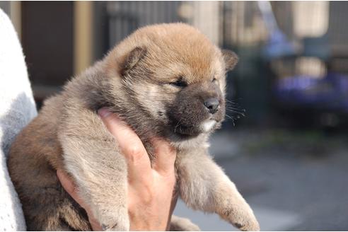 成約済の埼玉県の柴犬-111872の5枚目