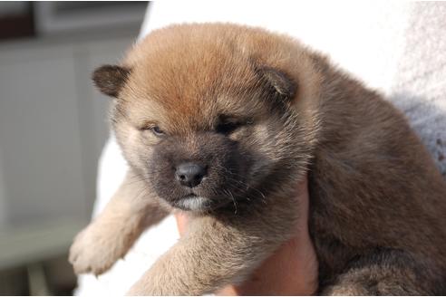 成約済の埼玉県の柴犬-111872の4枚目