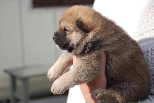 成約済の埼玉県の柴犬-111872の3枚目