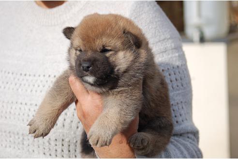 成約済の埼玉県の柴犬-111872の2枚目