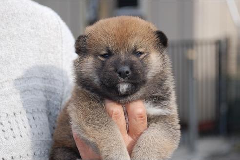 成約済の埼玉県の柴犬-111873の5枚目