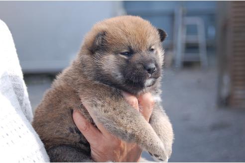 成約済の埼玉県の柴犬-111873の4枚目