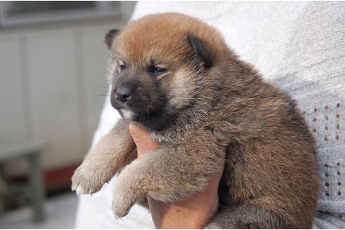 成約済の埼玉県の柴犬-111873の3枚目